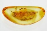 Fossil Cockroach (Blattodea) Nymph In Baltic Amber #315323-1